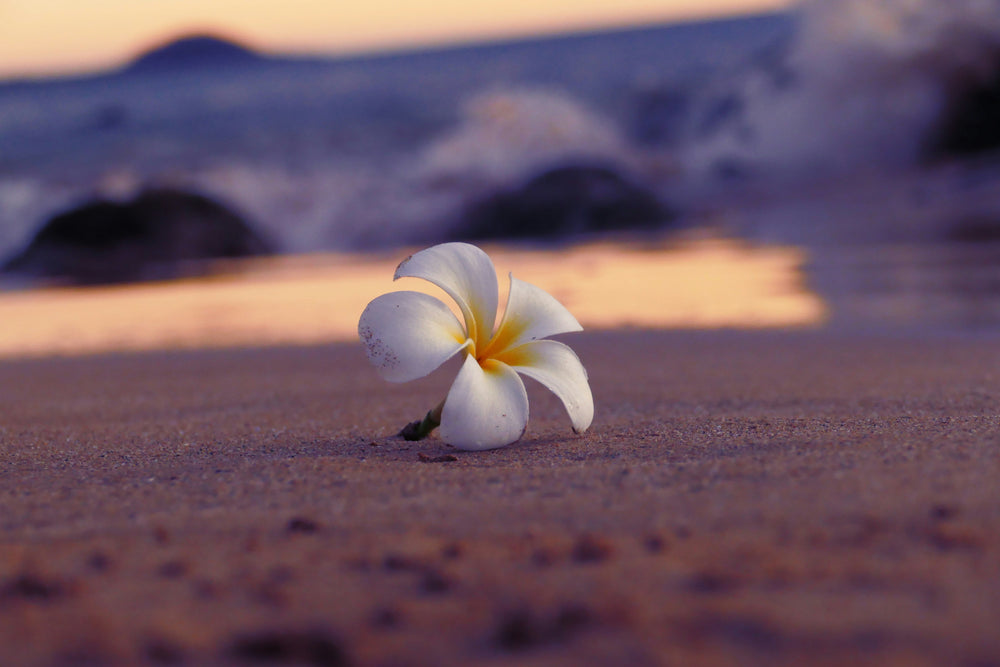 "Spring into Aloha: Celebrate Renewal and Free Shipping with Alohanmahalo.com 🌺🌸"