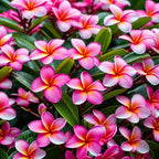 Authentic Pink Plumeria Plant Cutting - Live Hawaiian Tropical Fragrant Flower (9-12")
