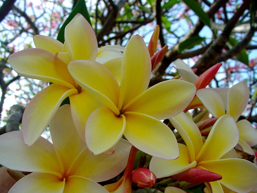 Authentic Hawaiian Yellow Plumeria Cutting - 9-12" Fragrant Frangipani Pua Melia straight from the Big Island
