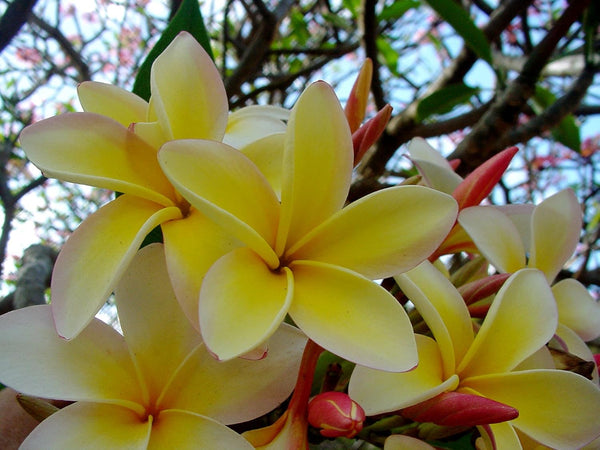 Authentic Hawaiian Yellow Plumeria Cutting - 9-12" Fragrant Frangipani Pua Melia straight from the Big Island