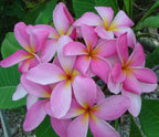 Authentic Pink Plumeria Plant Cutting - Live Hawaiian Tropical Fragrant Flower (9-12")