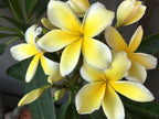 Authentic Hawaiian Yellow Plumeria Cutting - 9-12" Fragrant Frangipani Pua Melia straight from the Big Island