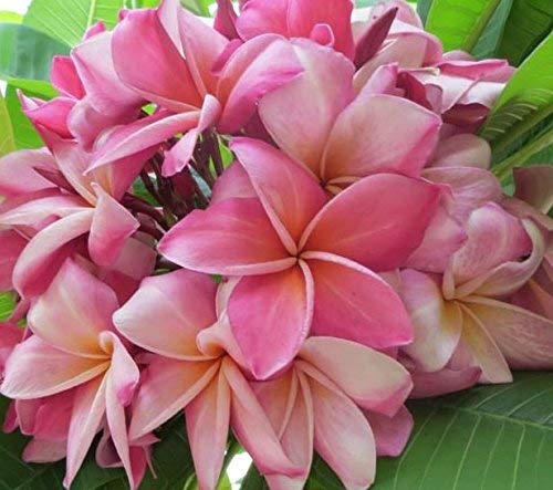 Authentic Hawaiian Plumeria Frangipani Cutting - Pink Pua Melia from the Big Island (8-10")