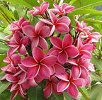 Authentic Hawaiian Pink Plumeria Plant Cutting - Large 9-12" Frangipani from the Big Island