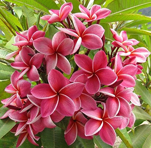 Authentic Hawaiian Pink Plumeria Plant Cutting - Large 9-12" Frangipani from the Big Island