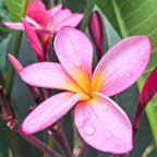 Authentic Pink Plumeria Plant Cutting - Live Hawaiian Tropical Fragrant Flower (9-12")