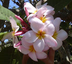 Authentic Hawaiian Pink Plumeria Plant Cutting - Large 9-12" Frangipani from the Big Island