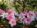Authentic Hawaiian Pink Plumeria Plant Cutting - Large 9-12" Frangipani from the Big Island