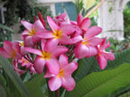 Authentic Pink Plumeria Plant Cutting - Live Hawaiian Tropical Fragrant Flower (9-12")
