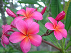 Authentic Pink Plumeria Plant Cutting - Live Hawaiian Tropical Fragrant Flower (9-12")