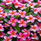 Authentic Pink Plumeria Plant Cutting - Live Hawaiian Tropical Fragrant Flower (9-12")